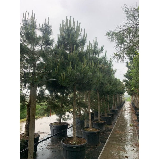 Svarttall - Pinus nigra - Stammens omkrets 20-25 cm, höjd 4-4,5 meter, HS, CONT